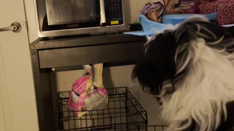😱🐶 My Dog Was Barking at Something I Couldn't See! | TheHauntingHour