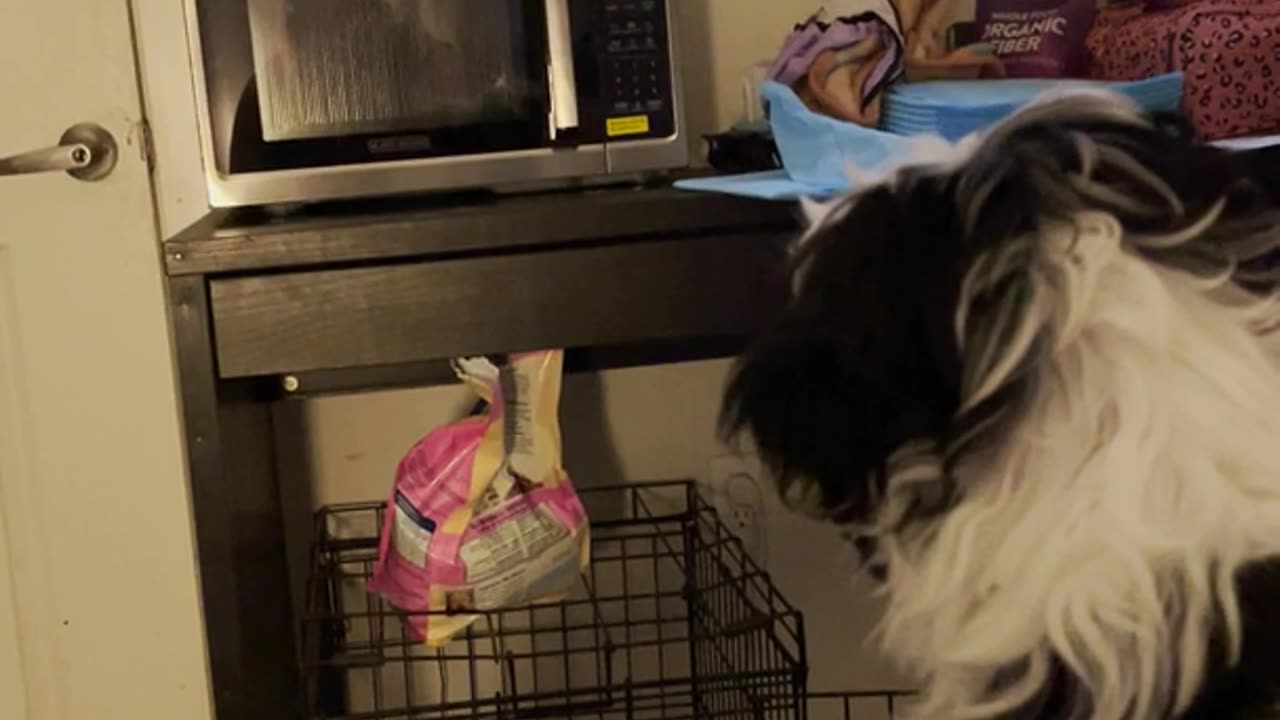 😱🐶 My Dog Was Barking at Something I Couldn't See! | TheHauntingHour