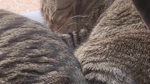 Cats