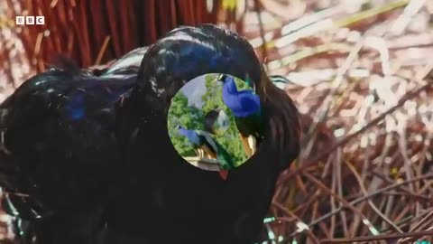 ‎Life with Wings: The Secret Lives of Birds | BBC Earth