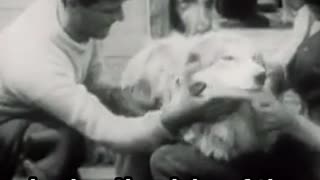 Shackleton’s Dogs in Camp #Antarctica #Survival