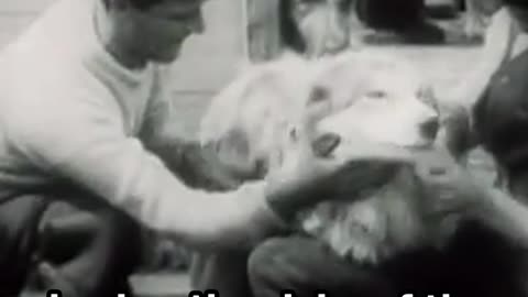 Shackleton’s Dogs in Camp #Antarctica #Survival