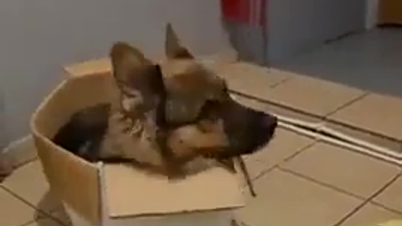 🤣💥 You Won't Believe This Puppy’s Reality Check! | FunFM