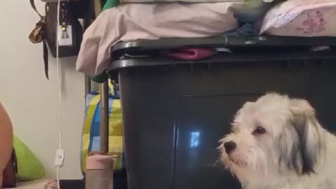 Meet oreo, my best friend.