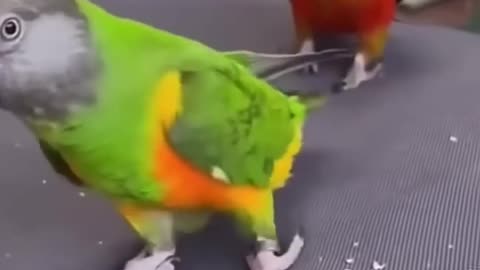 Parrot funny video