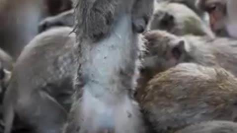 The history behind Poliovirus testing might shock you