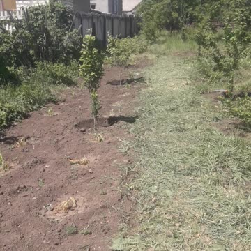 Big garden in summer