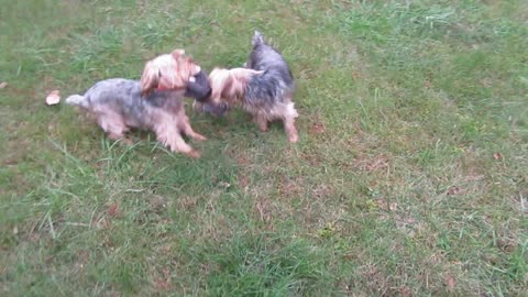 Two Yorkies, One Toy, Tug of War #funnydogs #yorkies