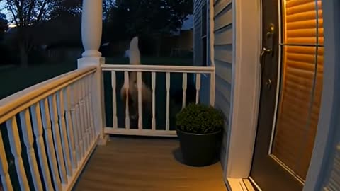 Best funny video - Funny cat video