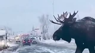 Moose crossing the road against fast oncoming traffic in Alaska