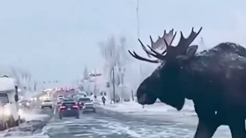 Moose crossing the road against fast oncoming traffic in Alaska