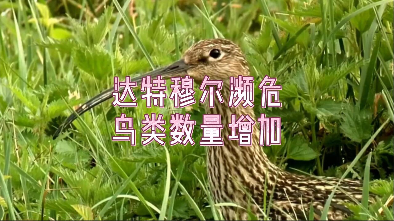 达特穆尔濒危鸟类数量增加