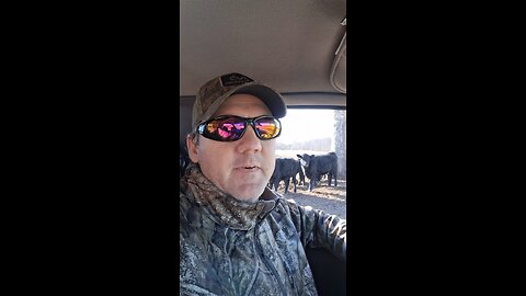 Let's give the cows a treat