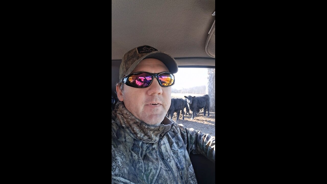 Let's give the cows a treat