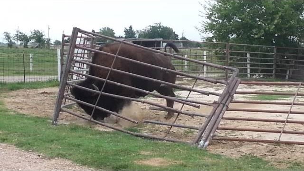 The Gentle Strength of a Bison: A Quiet Fix for a Broken Fence