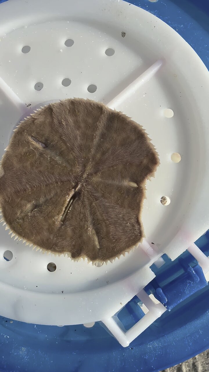 Live Sand Dollar! | 4K