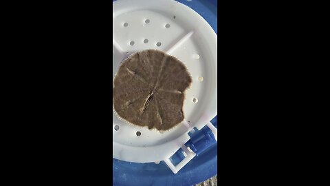 Live Sand Dollar! | 4K