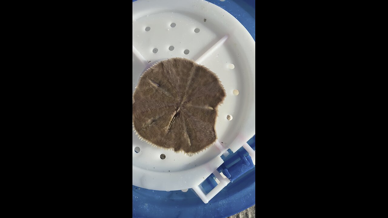Live Sand Dollar! | 4K