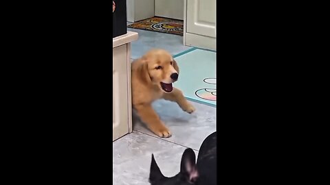 dog 🐶🐕 moments 🤣
