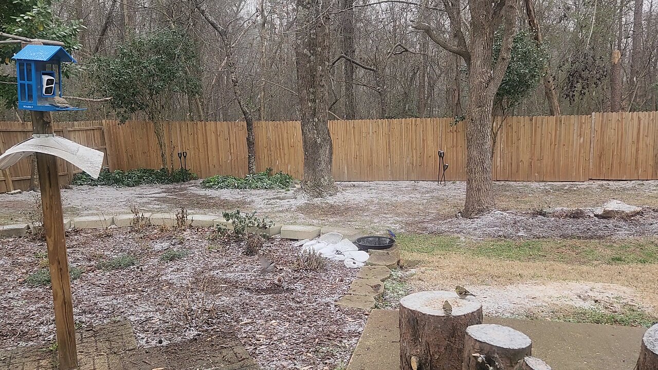 Birds Feeder During Snowfall