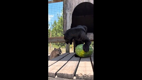 Big cats play with a watermelon!