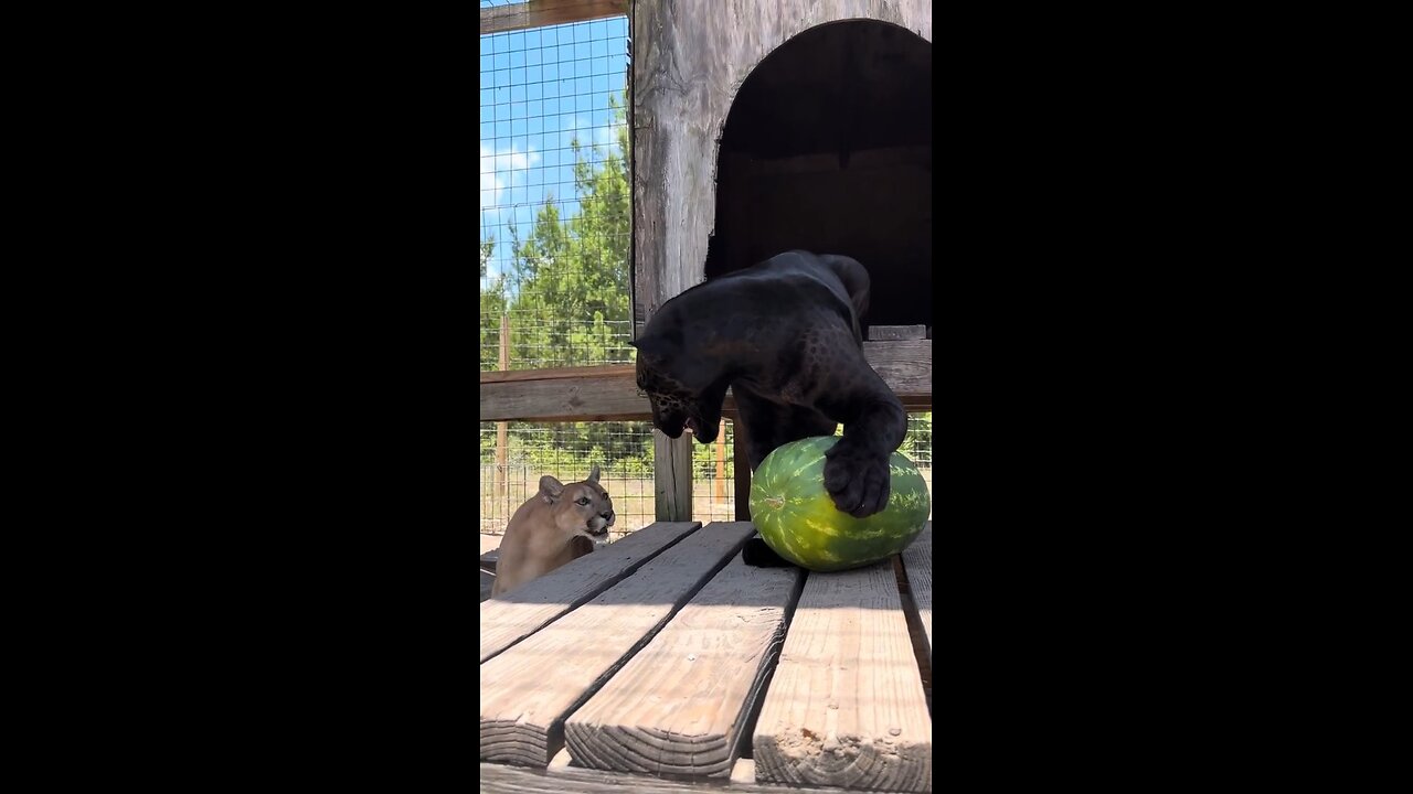 Big cats play with a watermelon!