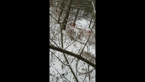 Deer nesting area found