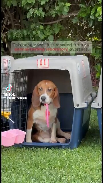 Love All Life Always #298 - Freedom And Love For These Beautiful Dogs Is A Tear-Filled Joy To See.