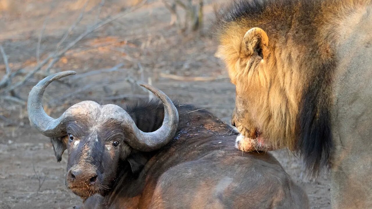 Lion vs Buffalo: Dramatic Predator vs Prey Showdown (Graphic)