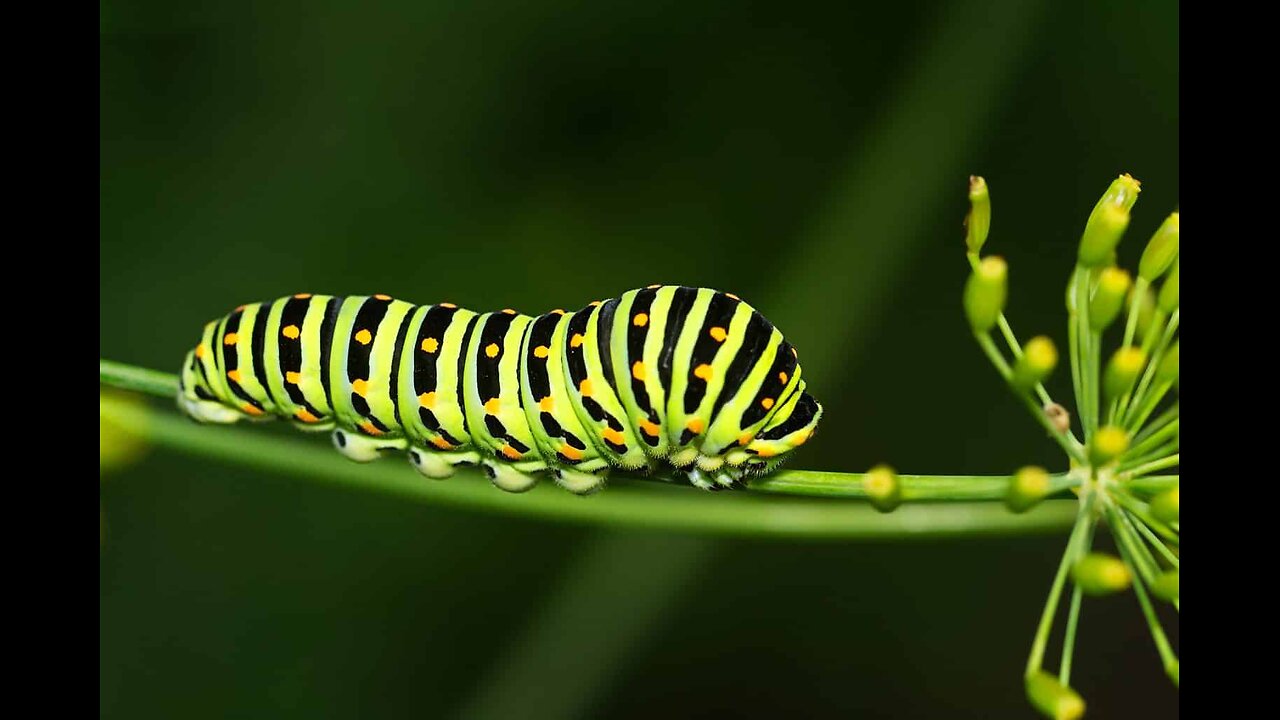 DEEP STATE DECODES 12.30.25 EPISODE 1500