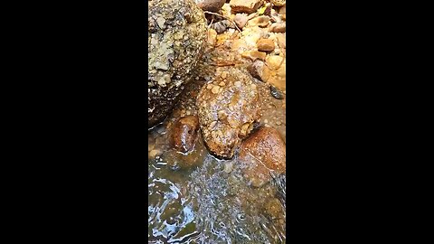 Wow..! Gold under the river stone. #goldprospecting #golddiscovery