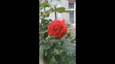 I love autumn and cats