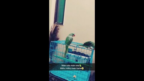 तोते की कमाल की बातें | बोलता हुआ तोता | Funny Parrot Video