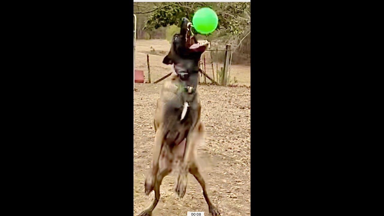 Belgian Malinois dog tries to catch a balloon. My big teeth you have.!!!🐕😂😂😂❤️