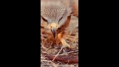 Fire hawks are real