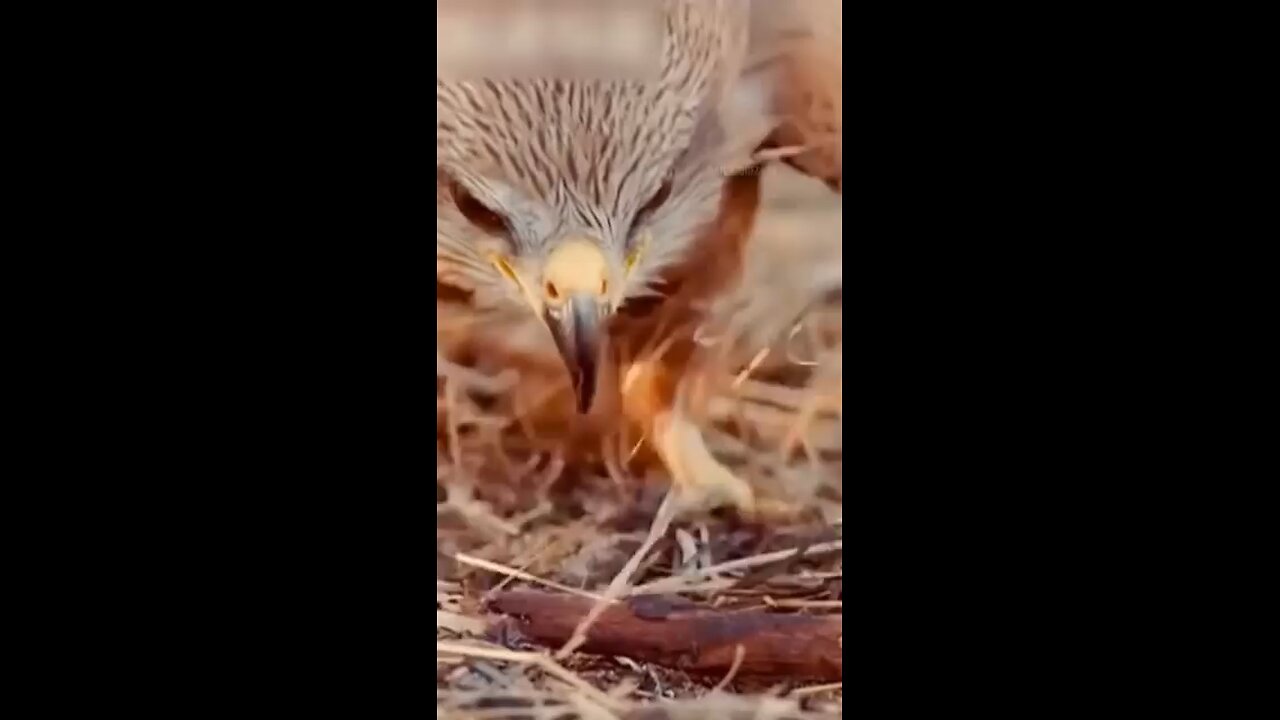 Fire hawks are real