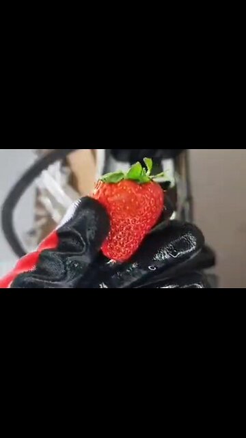 Got Strawberries? Strawberries Under A Microscope...