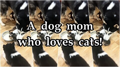 A dog mom who loves cats!