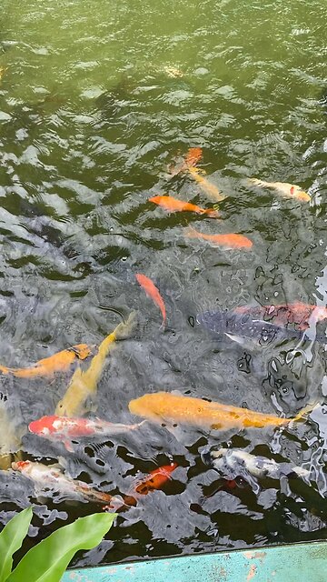 Koi fish
