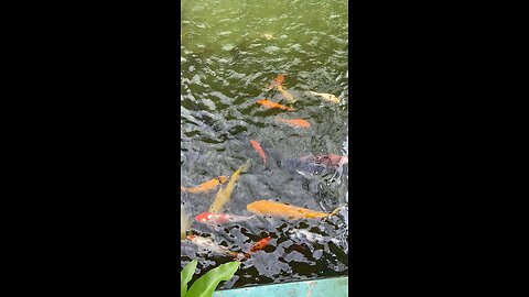 Koi fish