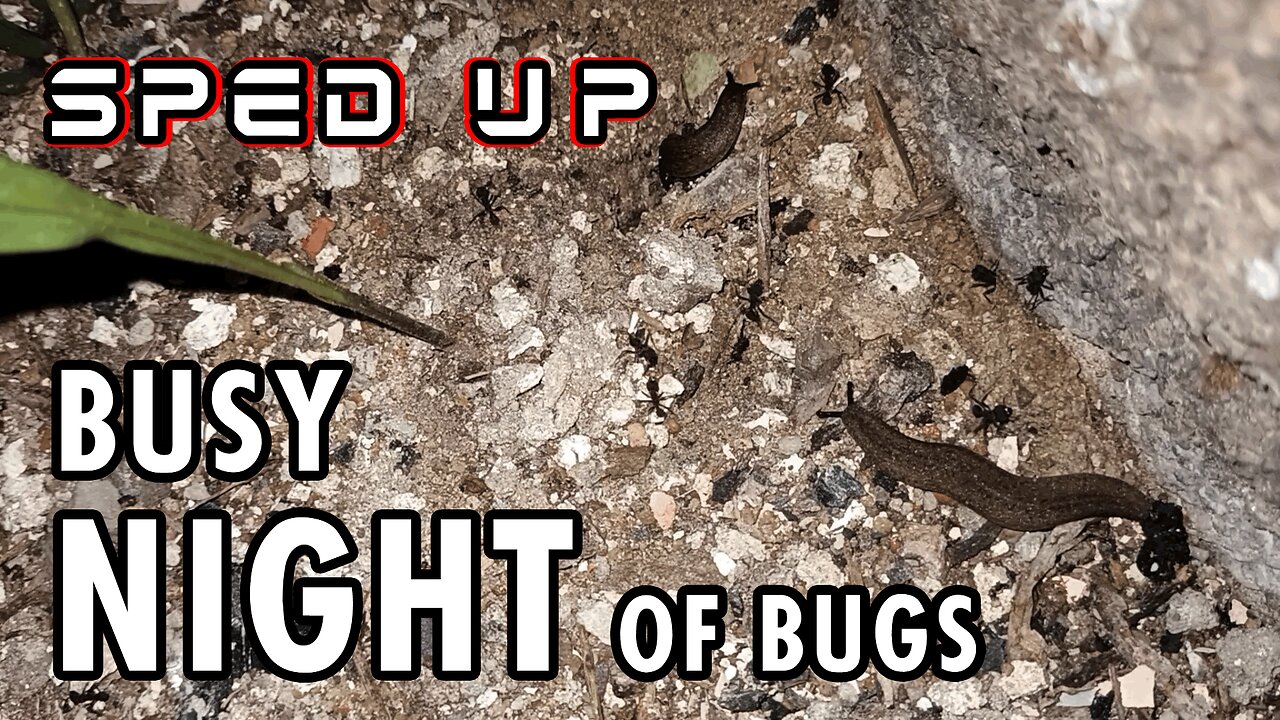 ASMR | Just as I like it. One night with lots of bugs here and there - 1h 45' Sped up