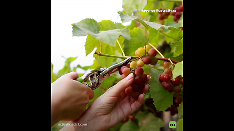 Perú supera a EE.UU. como líder mundial en exportación de uvas