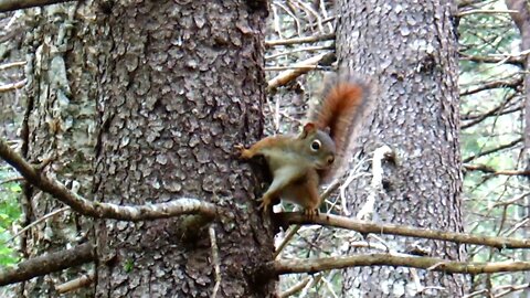 Red Squirrel