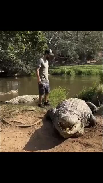 MEET WORLD OLDEST🌍🌳🐊📸RIVER NILE CROCODILE CAPTURED IN 1903🌾🐊🌳💫