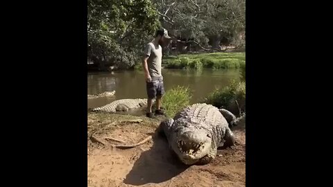 MEET WORLD OLDEST🌍🌳🐊📸RIVER NILE CROCODILE CAPTURED IN 1903🌾🐊🌳💫