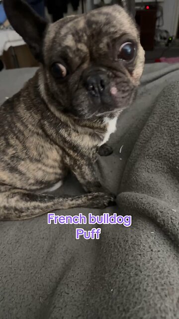 French bulldog puff