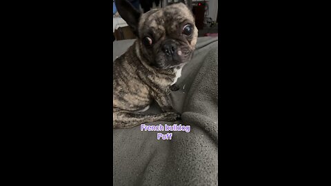 French bulldog puff