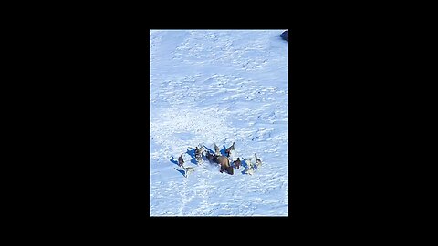 snow war between two animal