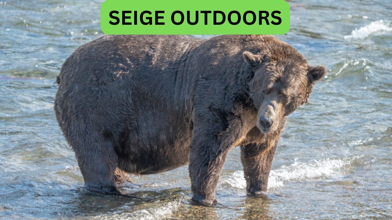 Katmai National Park Bear Feeding Live Stream!