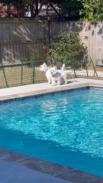 Born to be alive at the beach and Poolside